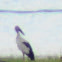 Asian Openbill