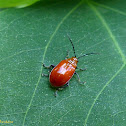 Leaf beetle