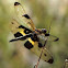 Yellow Striped Flutterer