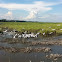 Wood storks