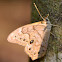 Northern Pearly-eye