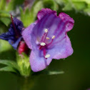 Viper's bugloss,Viperina