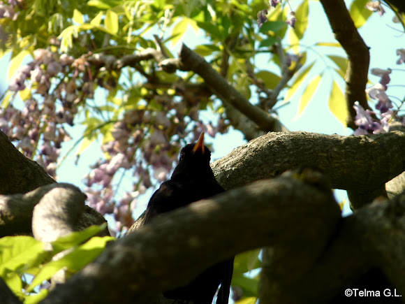 Spotting Image 1