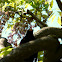 Common Blackbird