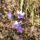 Ithuriel's spear