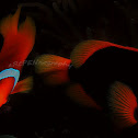 Tomato Clownfish
