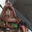 Coachwhip