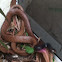 Coachwhip