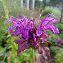 Wild bergamot or Bee Balm