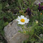 Chamomile