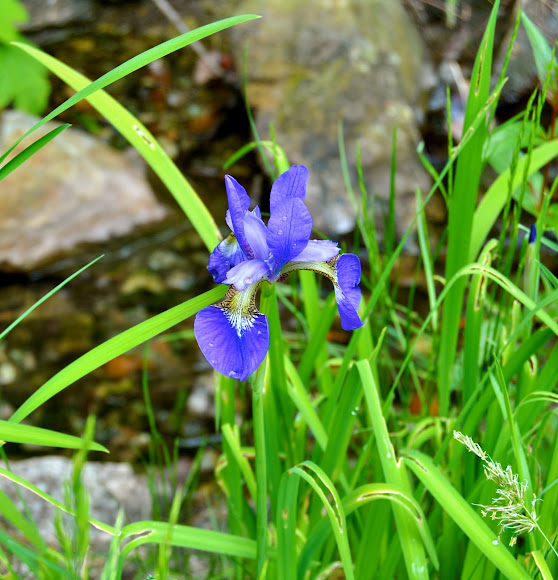 Spotting Image 1