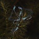 Damselflies