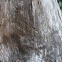 Black bear claw markings