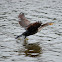 Double-crested Cormorant