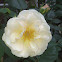 Penelope    1924