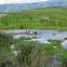 Hipopótamo. Hippopotamus