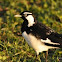 Magpie Lark
