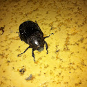 Scarab Beetle