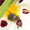 Oxythyrea funesta