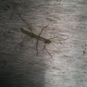Stick bug