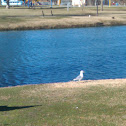 Seagull, ring-billed