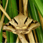 Noctuid Moth