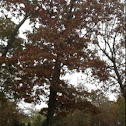 Oak tree