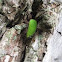 Planthopper