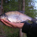 Bream