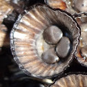 Bird's Nest Fungus