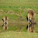 Eastern Grey Kangaroo