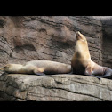 Sea Lion
