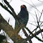 Dollarbird