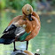 Ruddy Shelduck