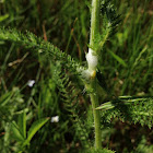 Spittlebug