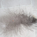 feather