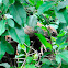Slender Treeshrew