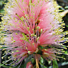 Lesser-bottlebrush (pastel pink variant)