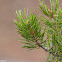 Lodgepole Pine