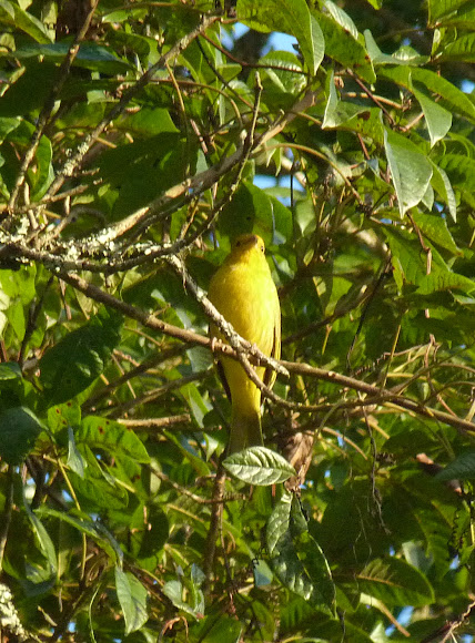 Spotting Image 1