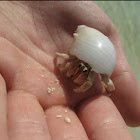 Hermit Crab