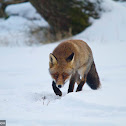 Red Fox