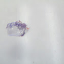 plankton