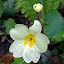Wild Primrose