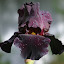 Gothic black flowering bearded Iris
