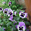 The yellow pansies are a bit shy