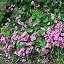 Violet Wood Sorrel