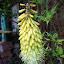 Yellow hot poker