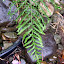 Fine feathery fern