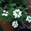 Verbina Aztec (Magic White)